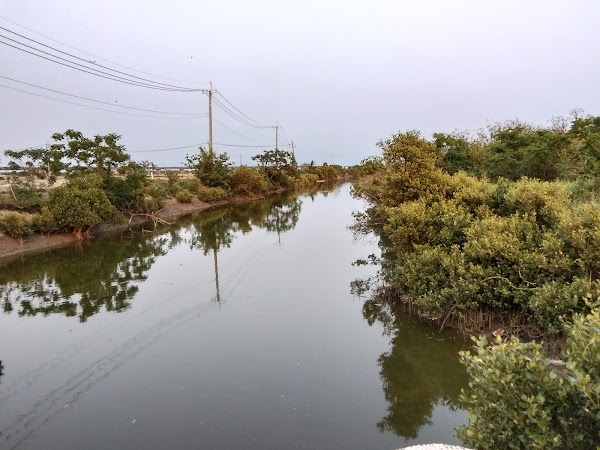 學甲賞鳥祕境 (黑腹燕鷗)