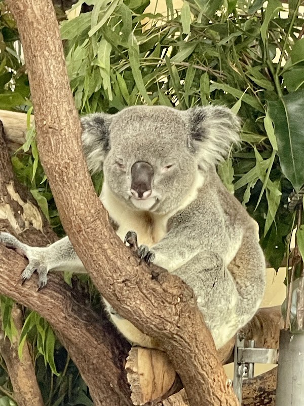 臺北市立動物園無尾熊館
