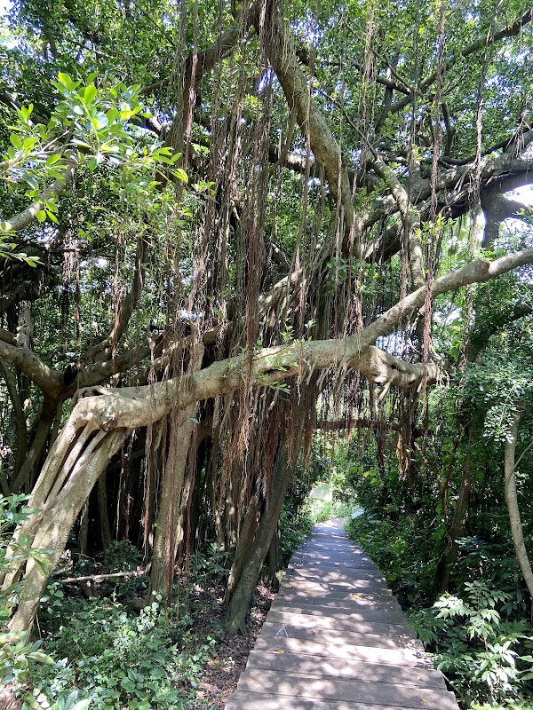 柴山盤榕
