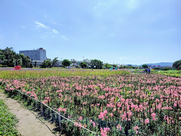 古亭河濱公園 花海步道區