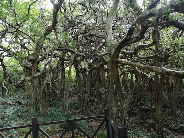 白榕園(少年PI場景）