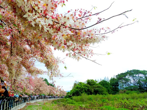 二水花旗木鐵道
