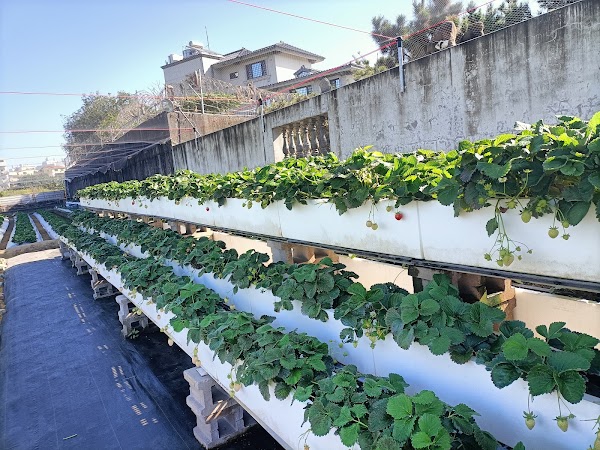 斗六雲科大波妞妞草莓園
