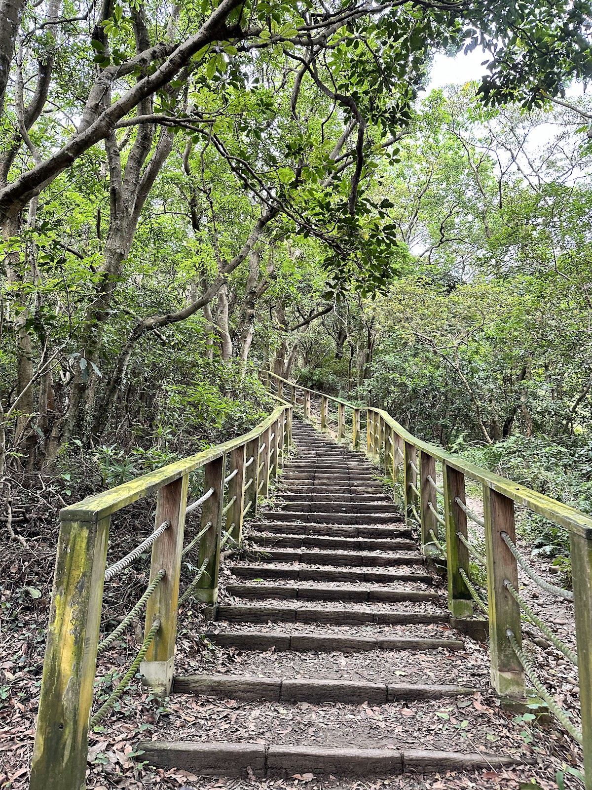 羊稠森林步道