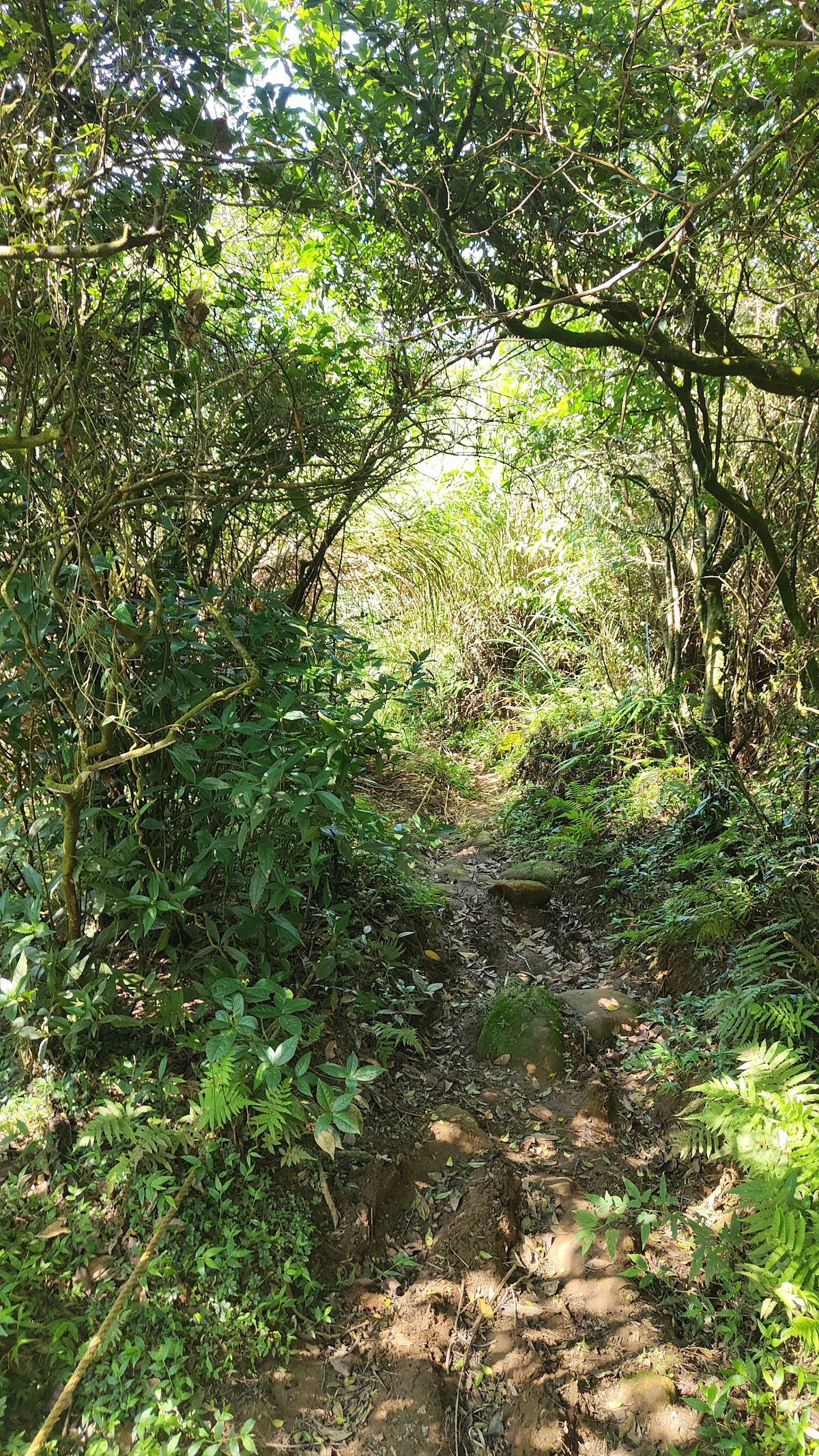 竹篙山南麓
